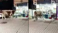 İstanbul’da kaçan kurbanlık boğa kuaföre daldı: Salon savaş alanına döndü