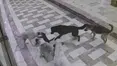 Hatay'da sahipsiz köpeklerin kediye saldırdığı anlar güvenlik kamerasında