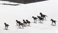 Karlar eriyince Erciyes yaylalarında yılkı atları yeniden görüldü