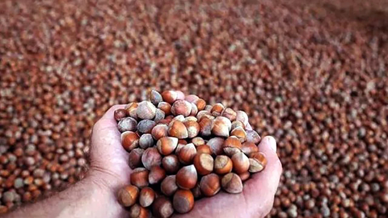 Giresun serbest piyasasında 2020 ürünü fındık, kilosu 22 liradan sezona başladı