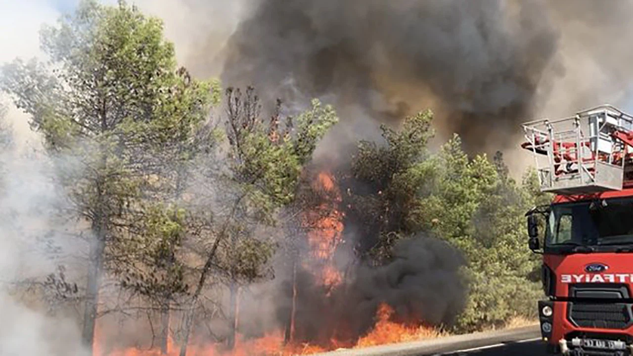 İstanbul Maltepe'de ormanlık alanda yangın