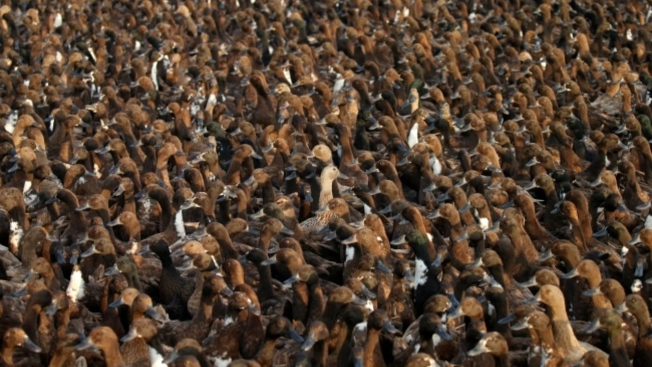 Tayland'da ördek ordusu pirinç tarlalarında görevde