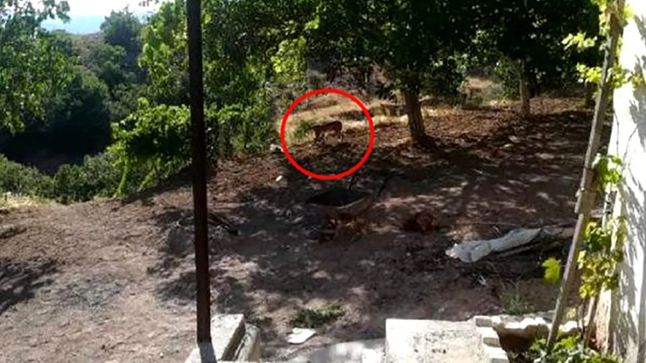 Tüm dünyada koruma altına alınan vaşak, Malatya'da ilk kez görüntülendi