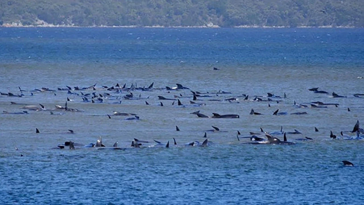 Avustralya'da sığ sularda mahsur kalan balina sayısı 470’e çıktı