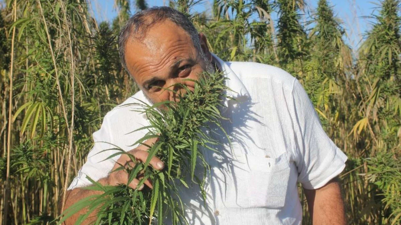 Türkiye'nin ilk yerli ve milli kenevirleri