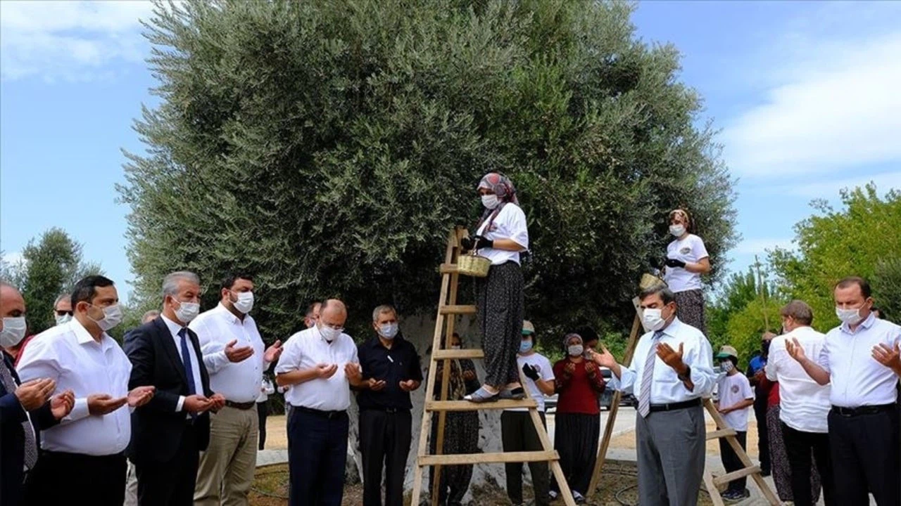 Mersin'de 1300 yıllık anıt ağacın zeytinleri hasat edildi