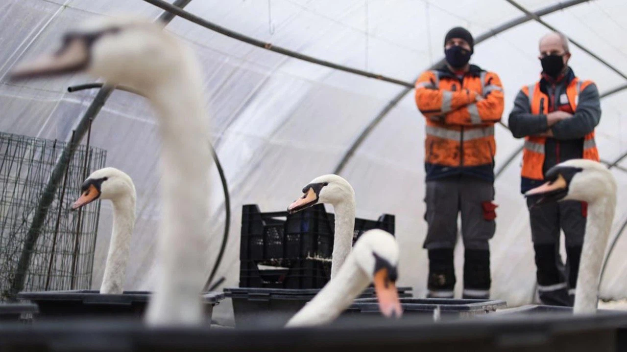 'Burunlarından kan boşaldı ve öldüler!' Yeni kuş gribi korkutuyor