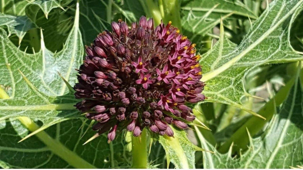 Bilim literatürüne Anatolia adında alt cins bitki kazandırıldı