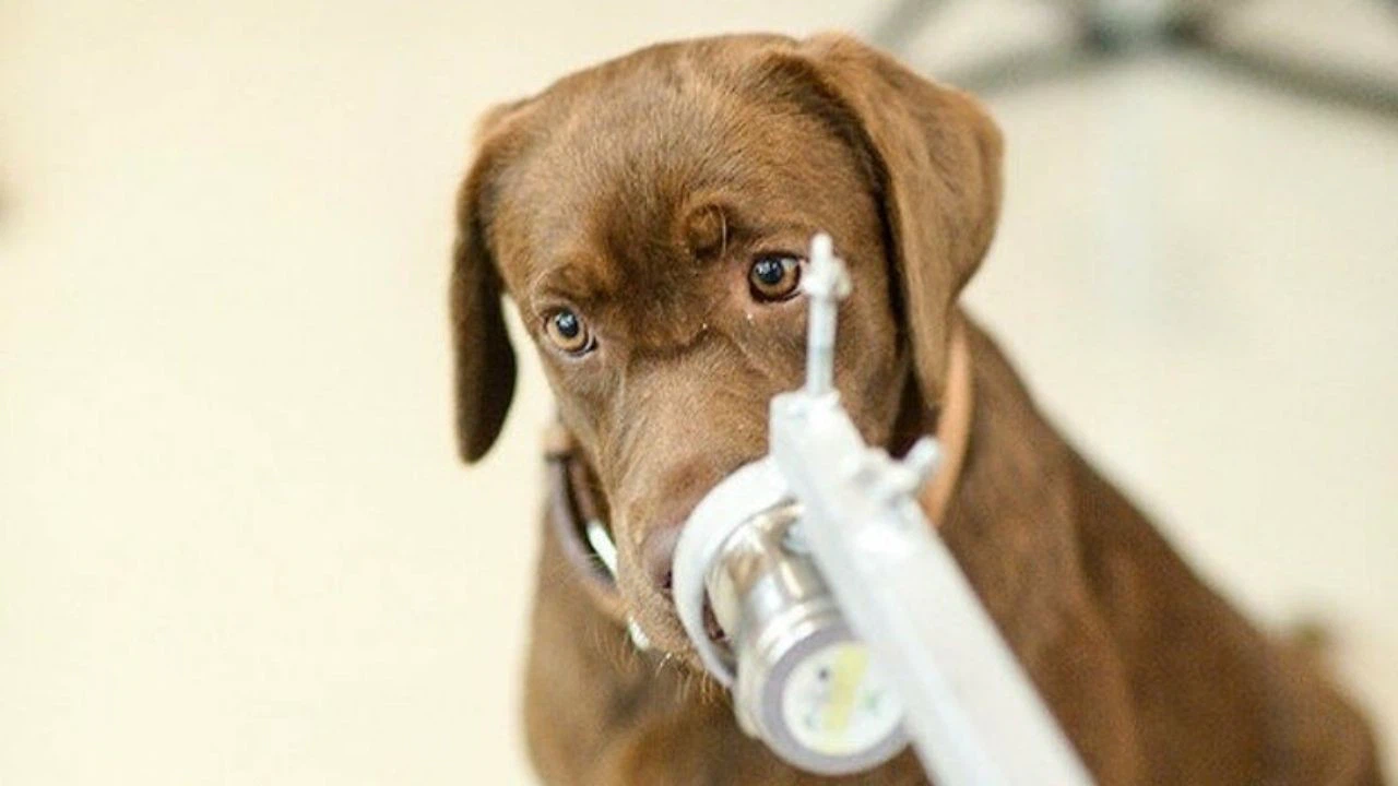 Koronavirüslü hastayı kokusundan tanıyacak: Taylandlı bilim insanları 6 köpeği Kovid-19 testi için eğitti