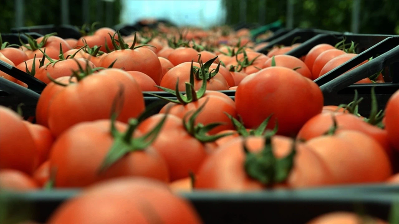 Rusya kotayı arttırdı! Domates ihracatı uçacak!