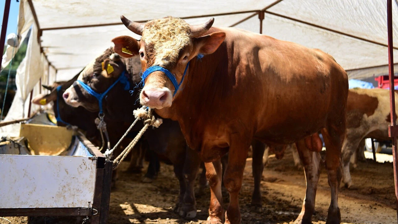 Türk Kızılay, 2022 kurban vekalet bedellerini belirledi