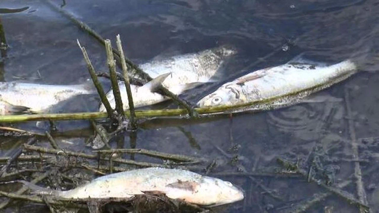 Alibeyköy Barajı'nda korkutan görüntü!