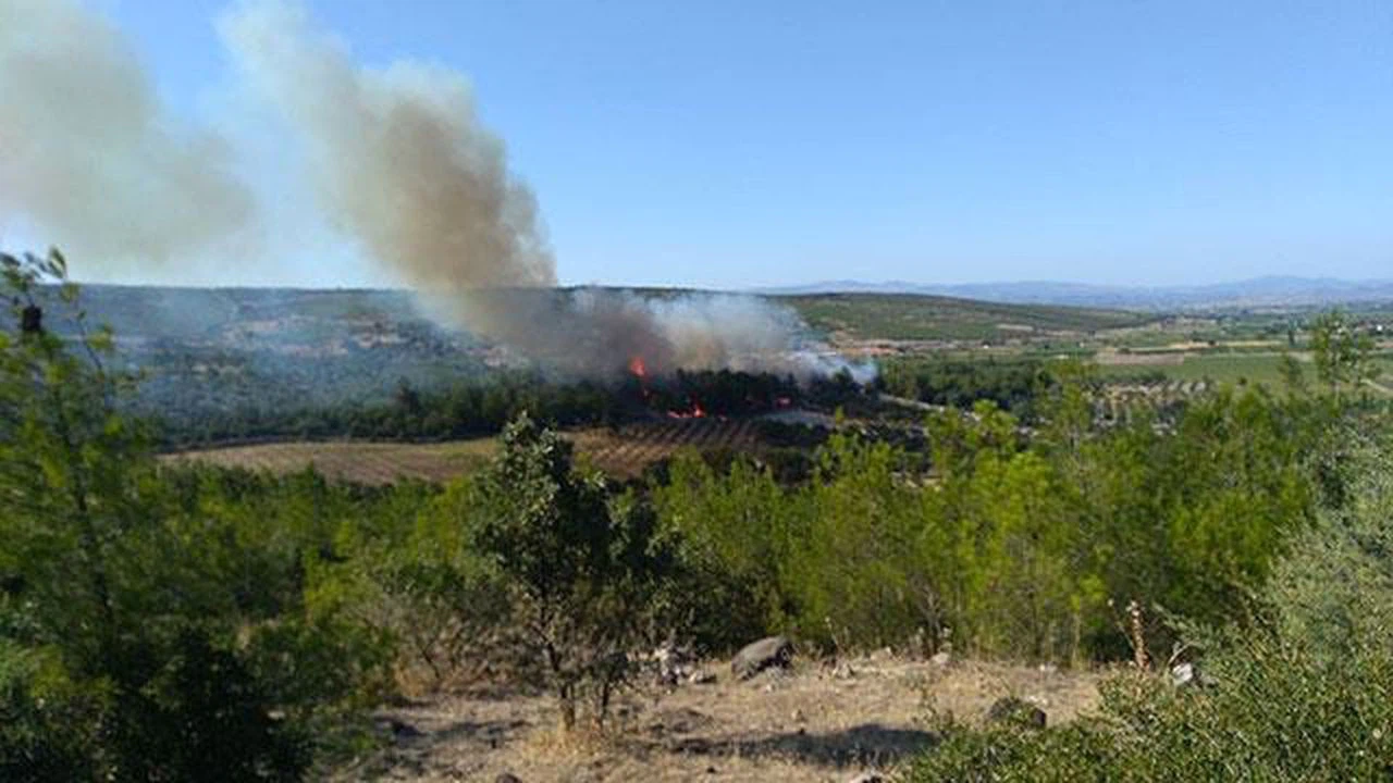 İzmir'de ağaçlandırma sahasında yangın: Müdahale sürüyor