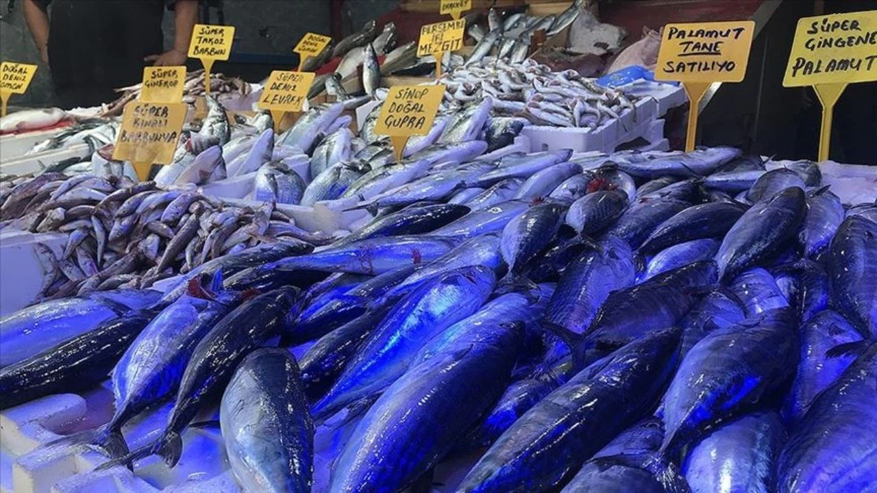 Düzce'de palamut coşkusu yaşanıyor