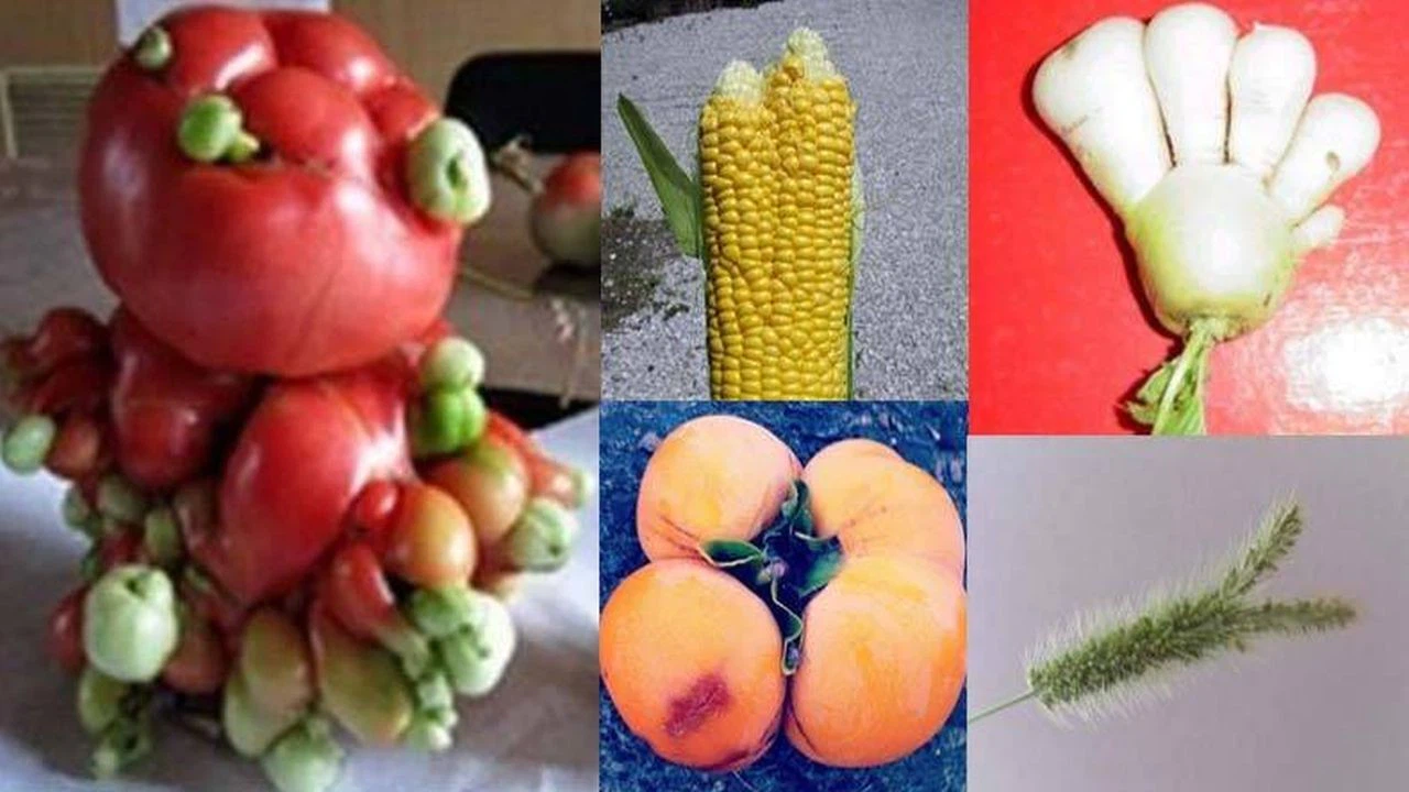 ABD Japonya'dan ithalat yasağını kaldırdı