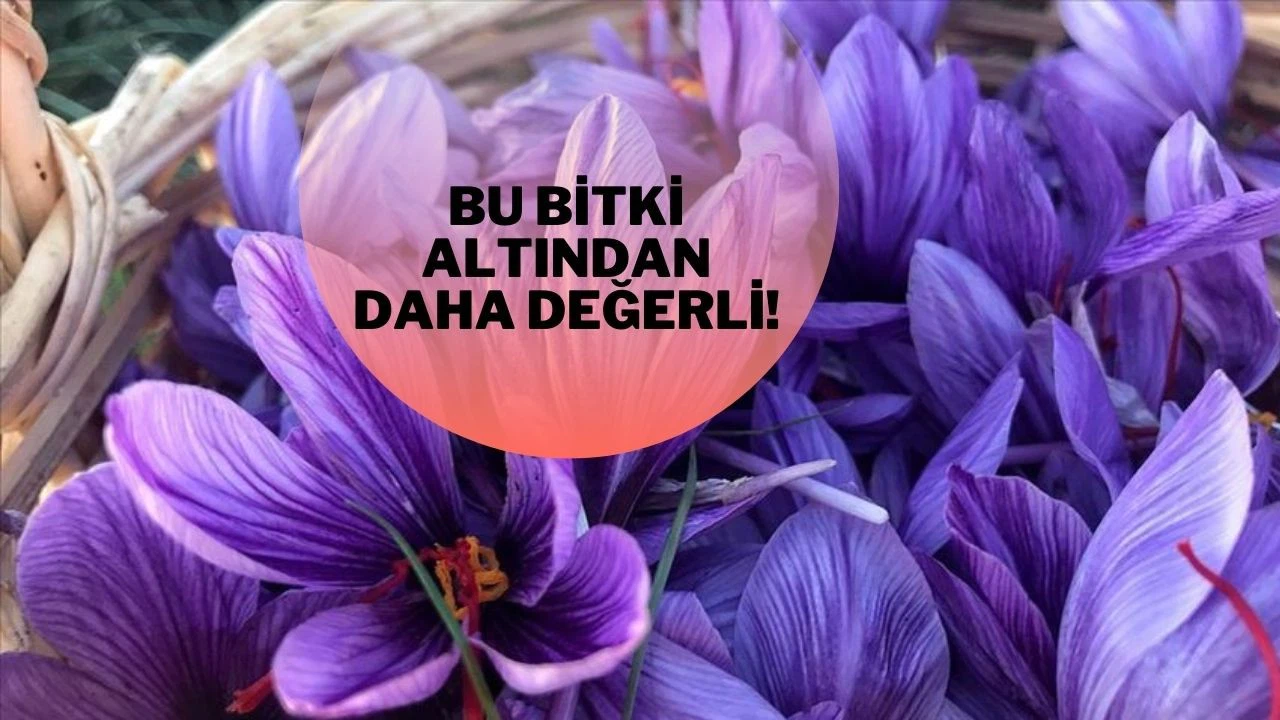 Safran bitkisinin kilogramı 60 bin TL
