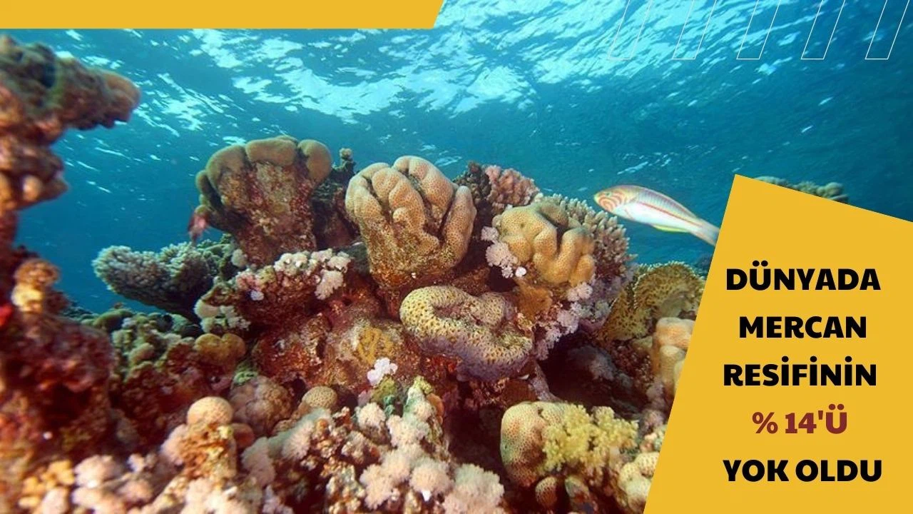 Dünyada mercan resifinin yüzde 14'ü yok oldu