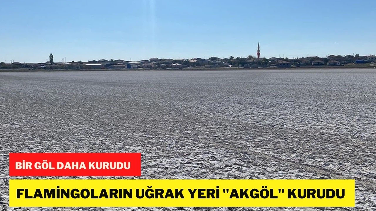 Aksaray'da flamingoların uğrak noktası Akgöl kurudu
