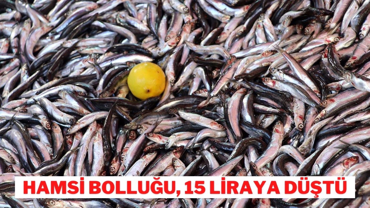 Hamsi bolluğu, 15 liraya düştü