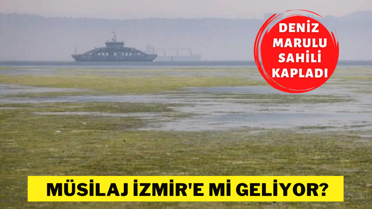 İzmir'de müsilaj tehlikesi