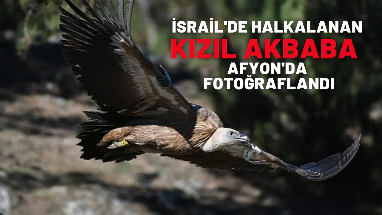 İsrail'de halkalanan kızıl akbaba Afyonkarahisar'da fotoğraflandı