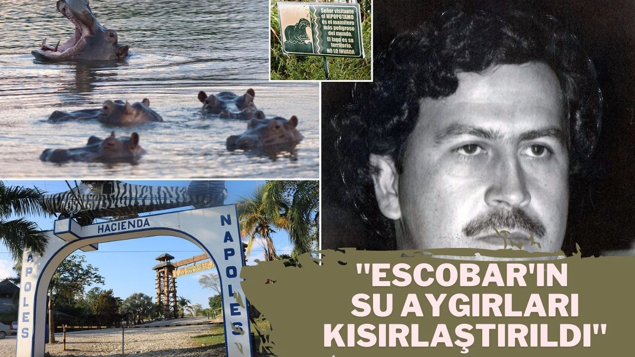 Escobar'ın su aygırları kısırlaştırıldı