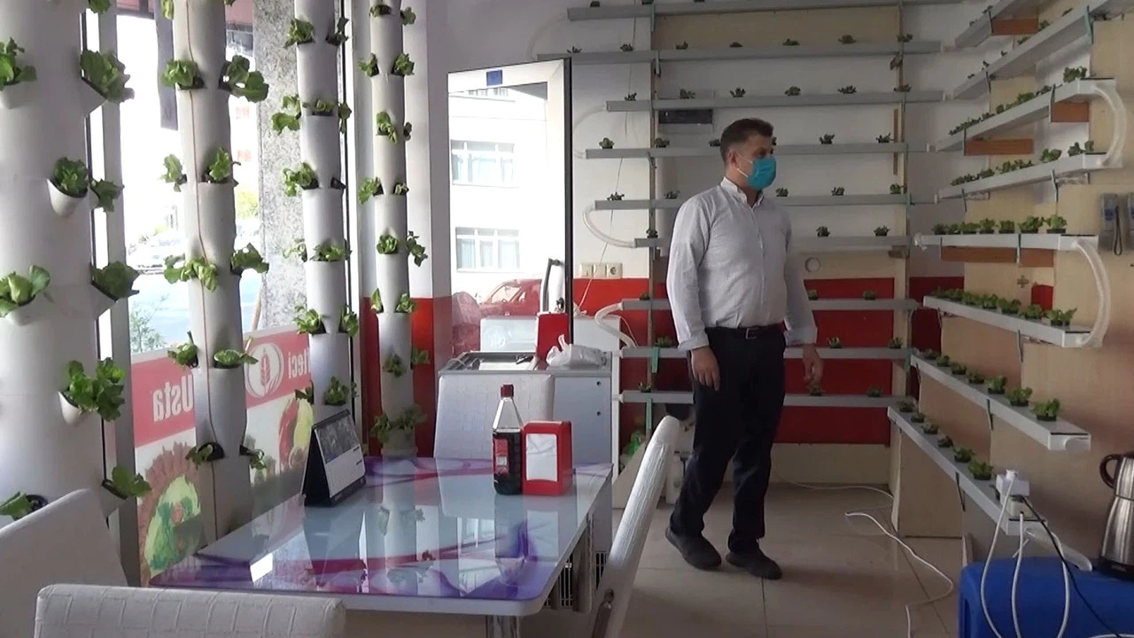 Köfte dükkanında marul yetiştiriyor, müşteriler dekor sanıyor