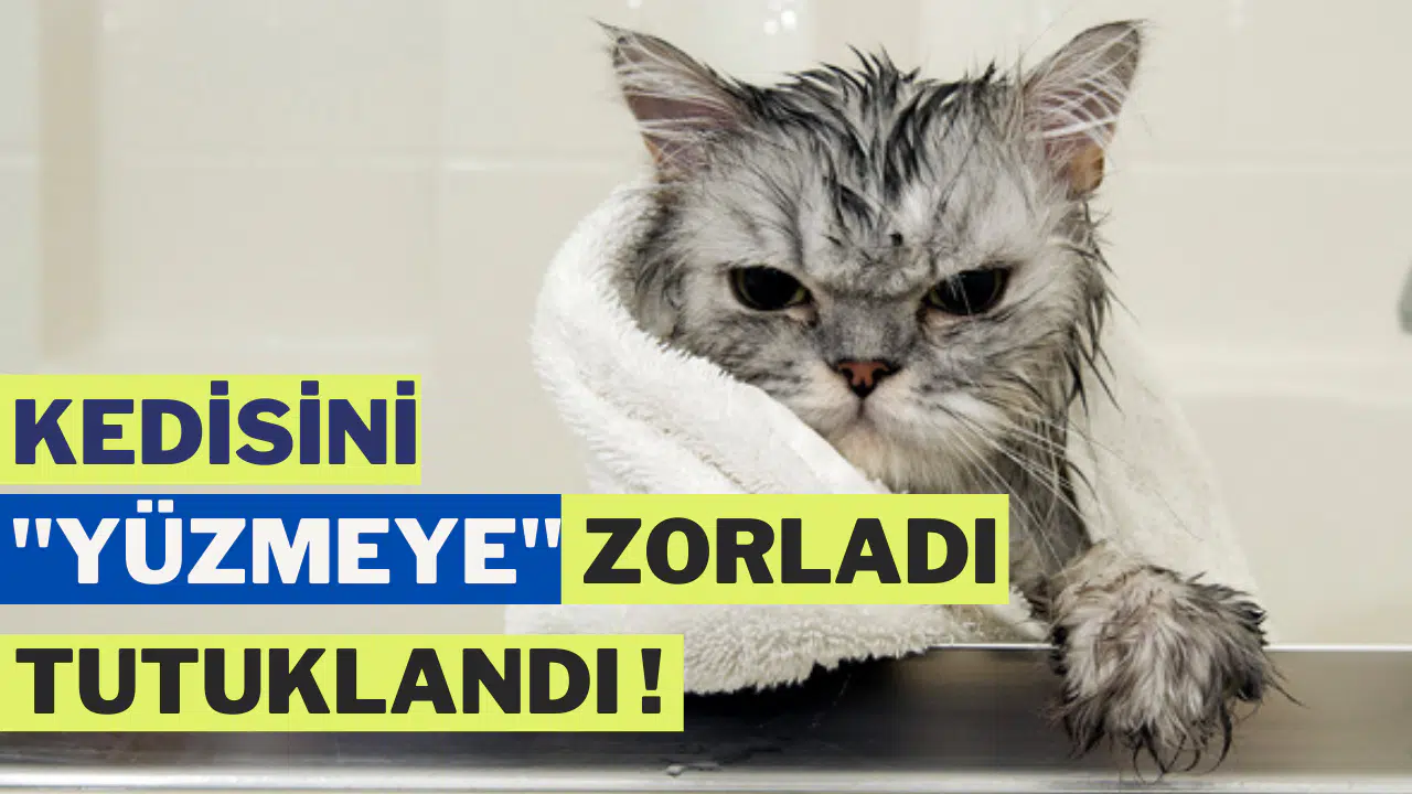 Japonya'da kedisini yüzmeye zorlayan adam tutuklandı