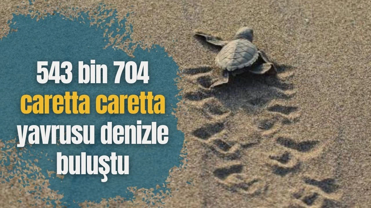 543 bin 704 caretta caretta yavrusu denizle buluştu
