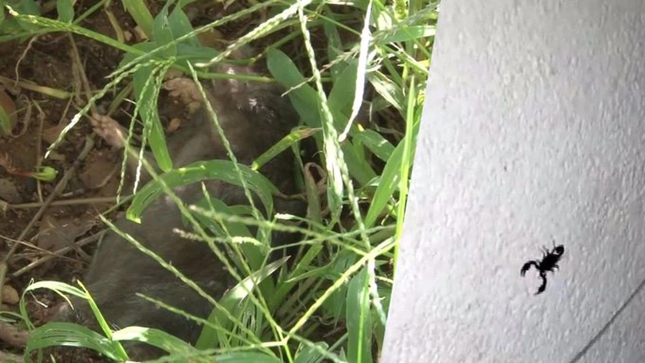 İstanbul Sarıyer’de mahalleyi akrepler ve fareler bastı