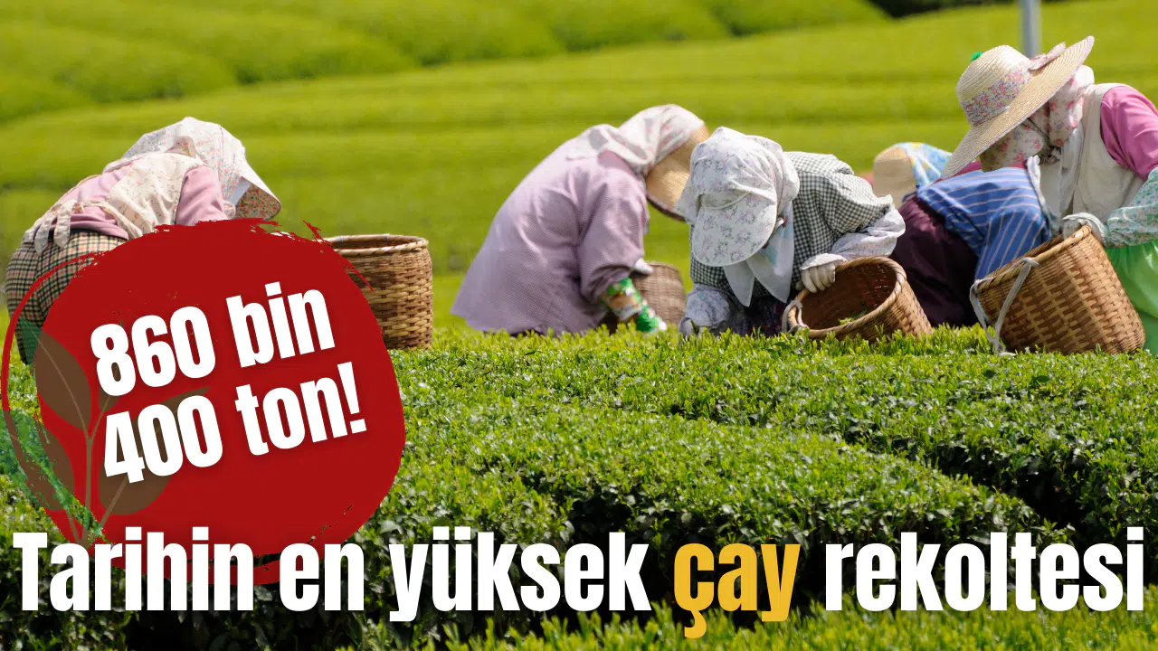 Tarihin en yüksek çay rekoltesi! 860 bin 400 ton!