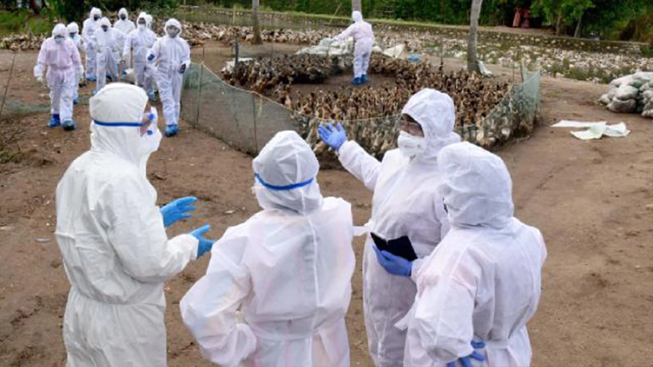 Fransa'da kuş gribi salgın riski yükseldi