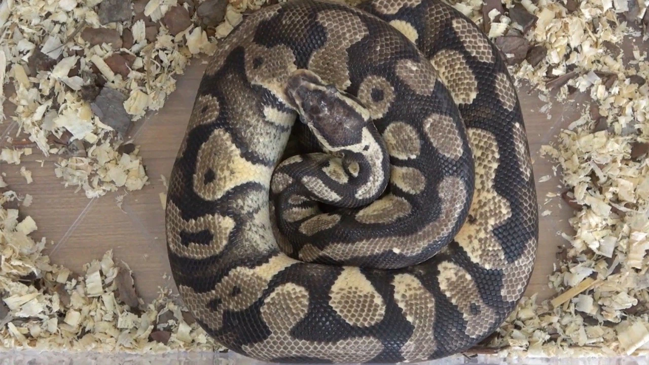 TikTok'tan paylaştı, 8 bin 692 lira ceza yedi