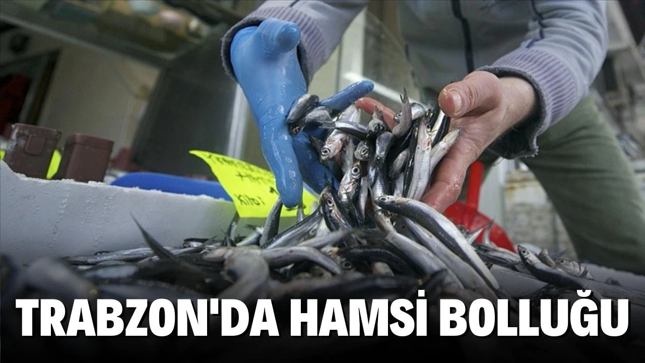 Trabzon'da hamsi bolluğu
