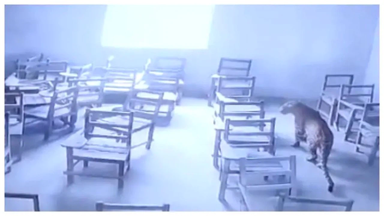 Hindistan'da bir okula leopar girdi