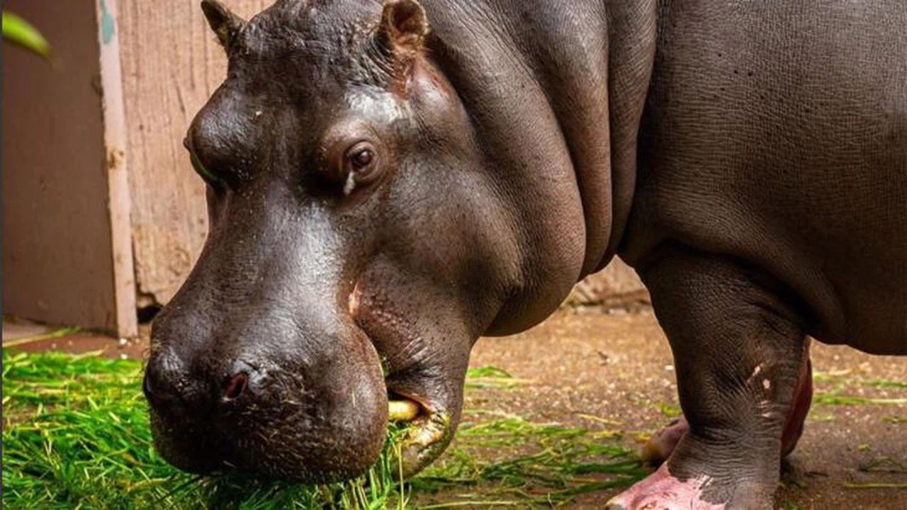 Hayvanat bahçesindeki iki su aygırı Kovid'e yakalandı