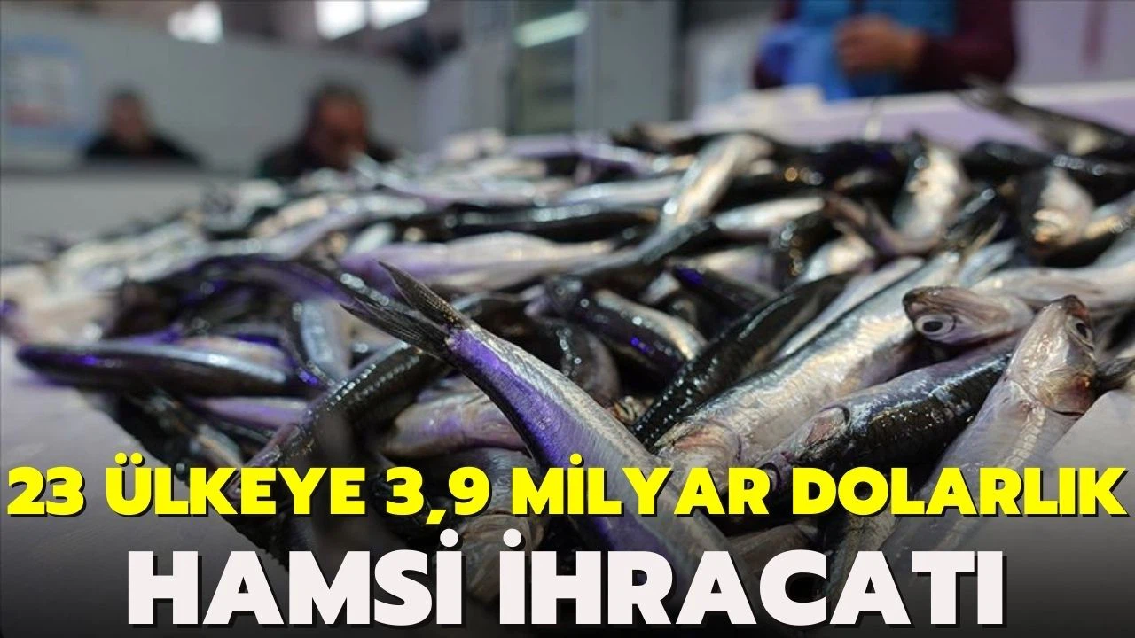 Dünya hamsi ile tanıştı! 23 ülkeye 3,9 milyon dolarlık hamsi ihracatı!