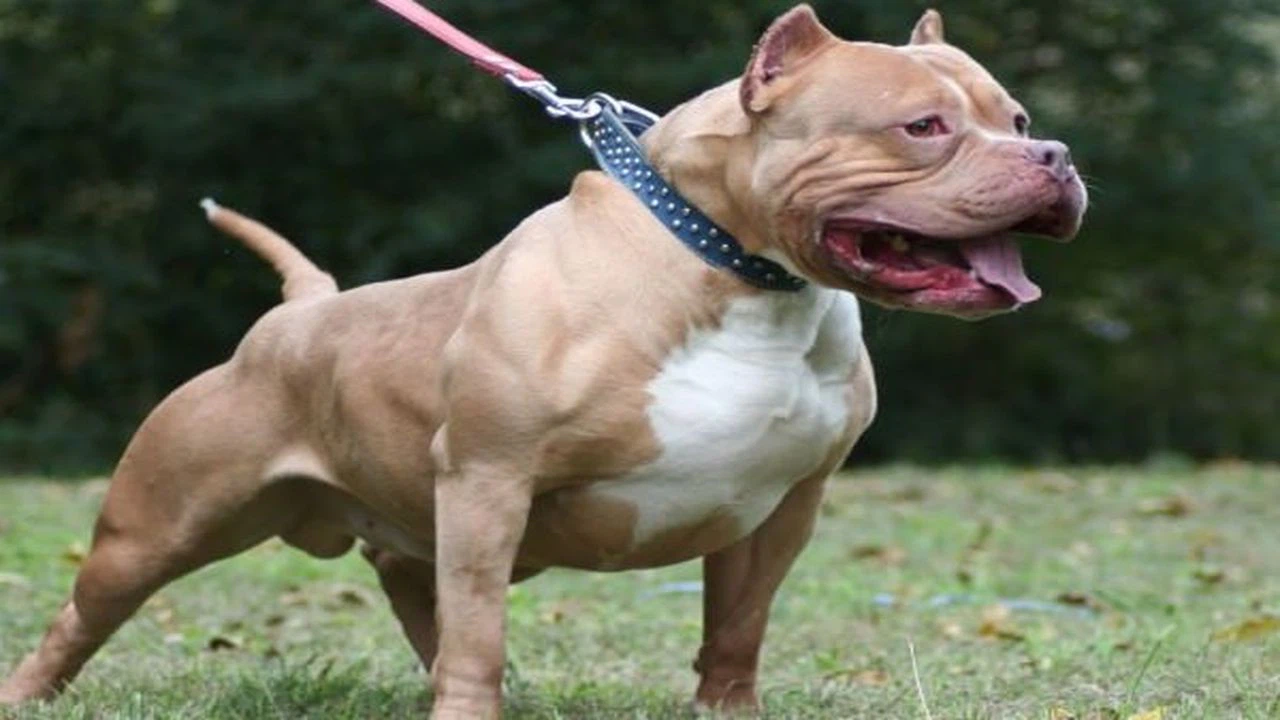 Denizli’de pitbull cinsi köpeğin saldırdığı 13 yaşındaki çocuk yaralandı