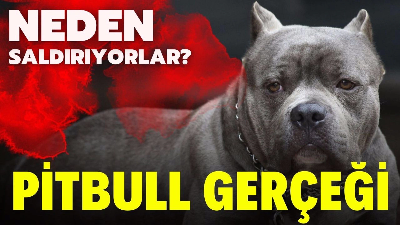 Pitbull gerçeği; neden saldırıyorlar?