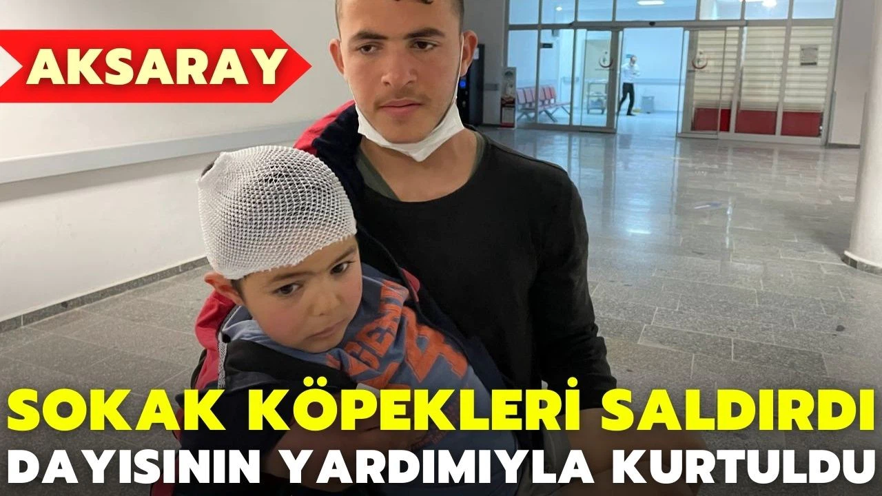 Aksaray'da sokak köpeklerinin saldırdığı çocuk yaralandı