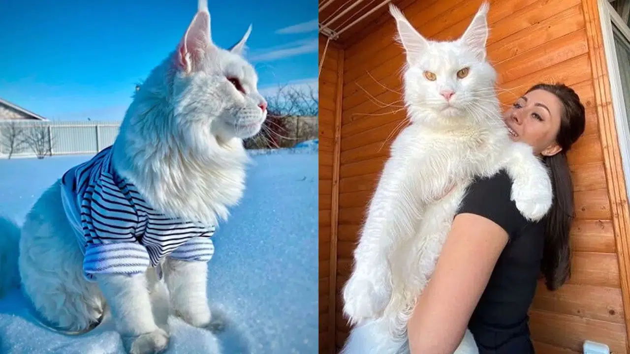 Görenler köpek sanıyor! Dev kedi Kefir