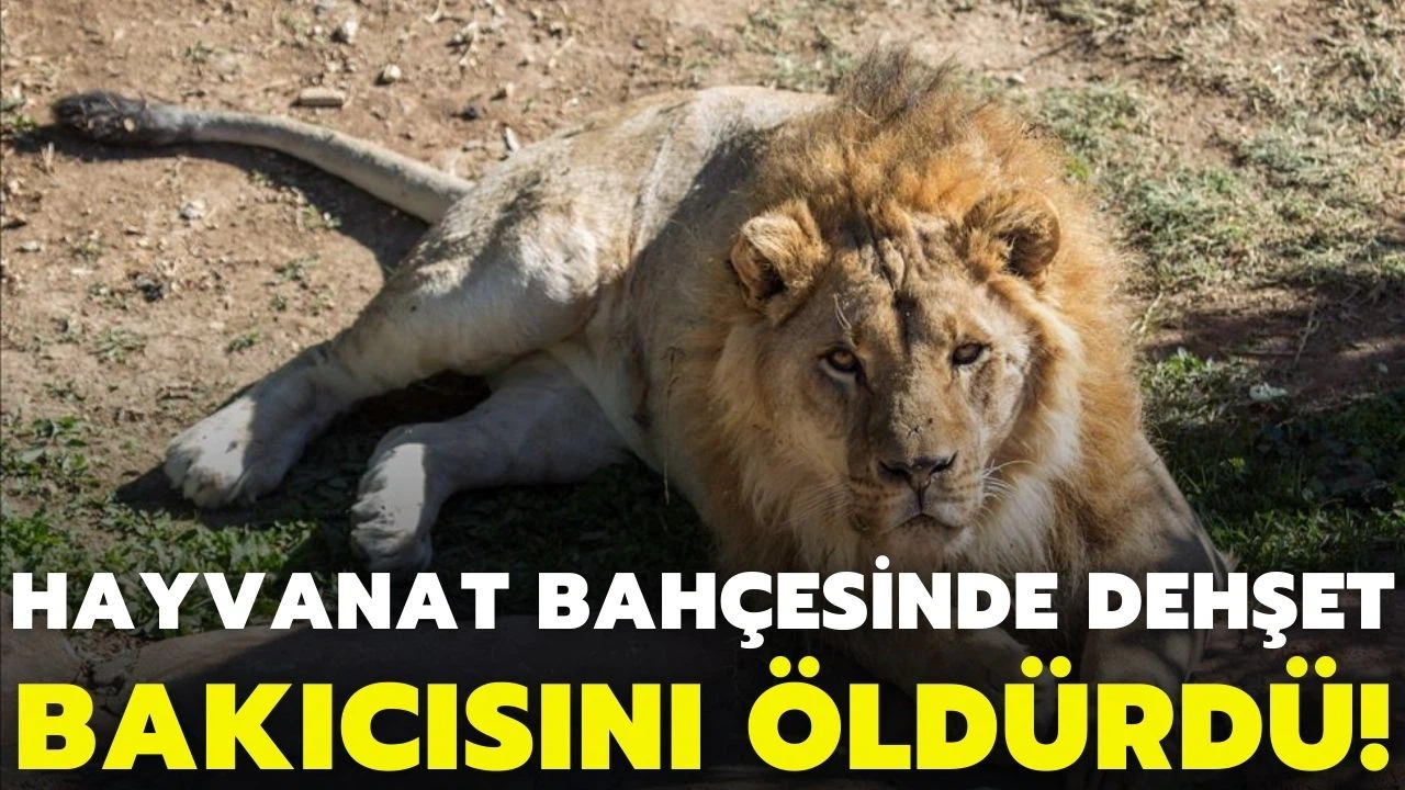 Kafesinden kaçan aslan, bakıcısını öldürdü