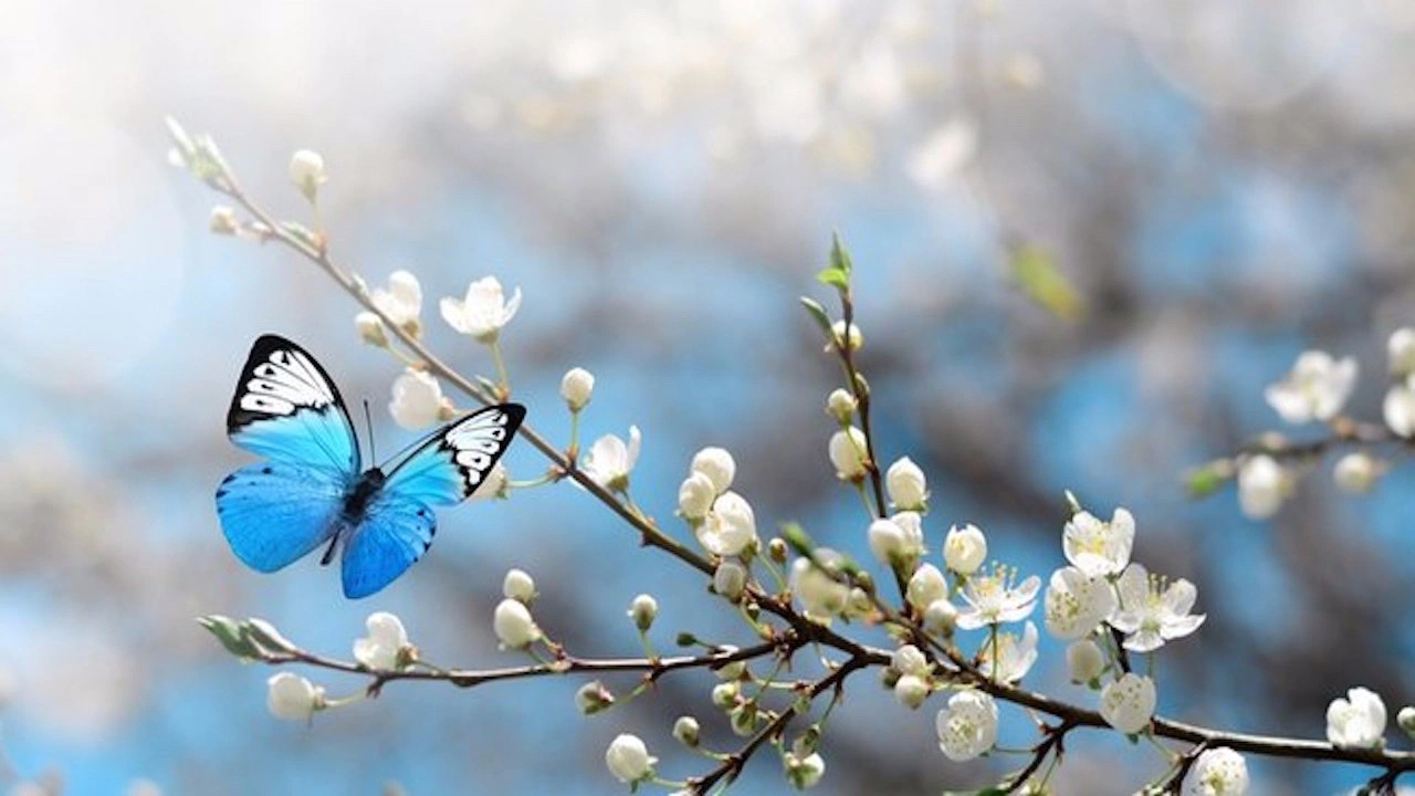 Baharın müjdecisi cemrelerin sonuncusu toprağa düştü
