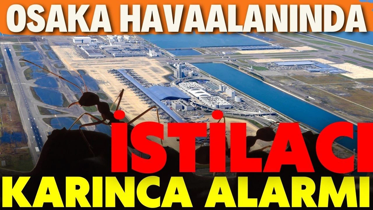 Osaka havaalanı çevresinde "istilacı ve yabancı" bir karınca türüne rastlandı