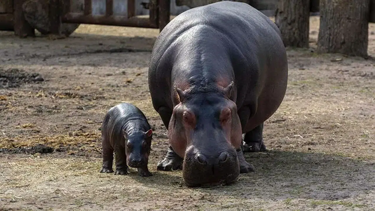 Siyah kadına ateş eden çiftçiden skandal açıklama: 'Su aygırı sandım'