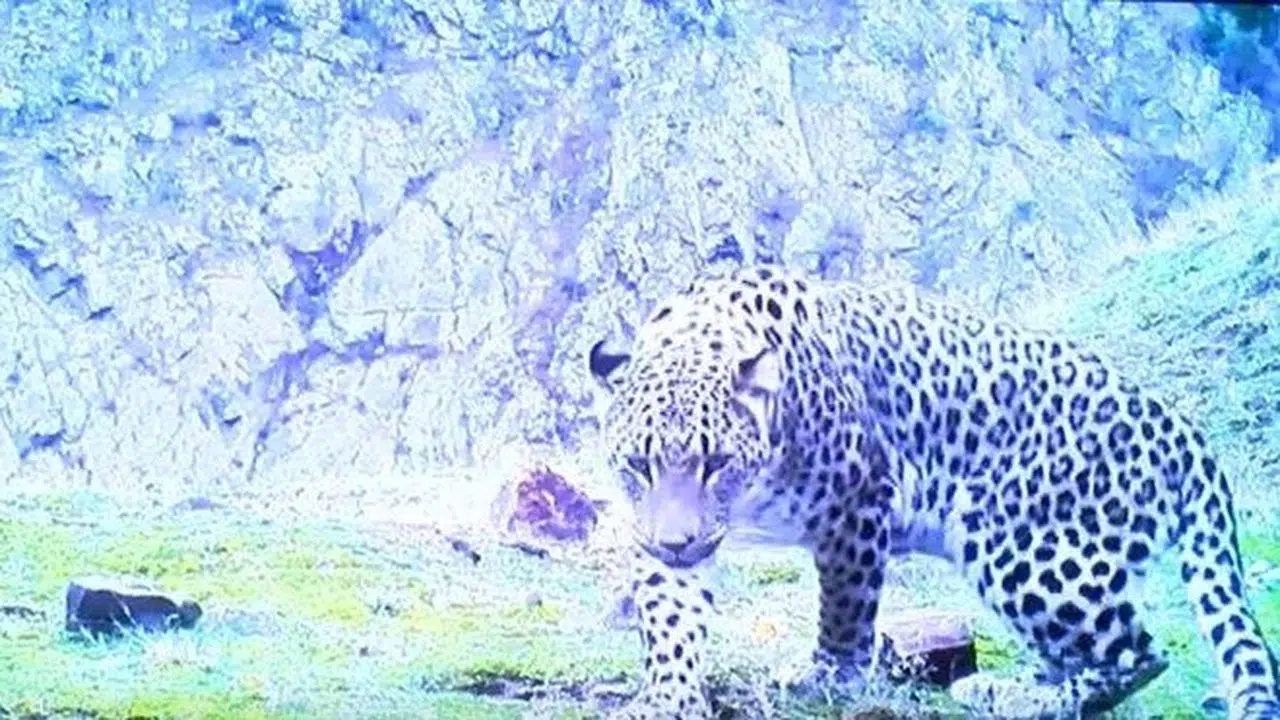 Bakan Kirişci açıkladı: 48 yıl sonra Anadolu leoparı görüldü