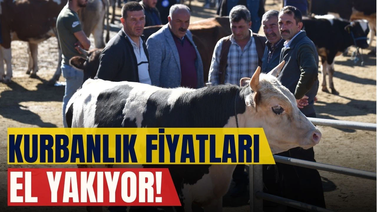 Kurbanlık fiyatları el yakıyor!