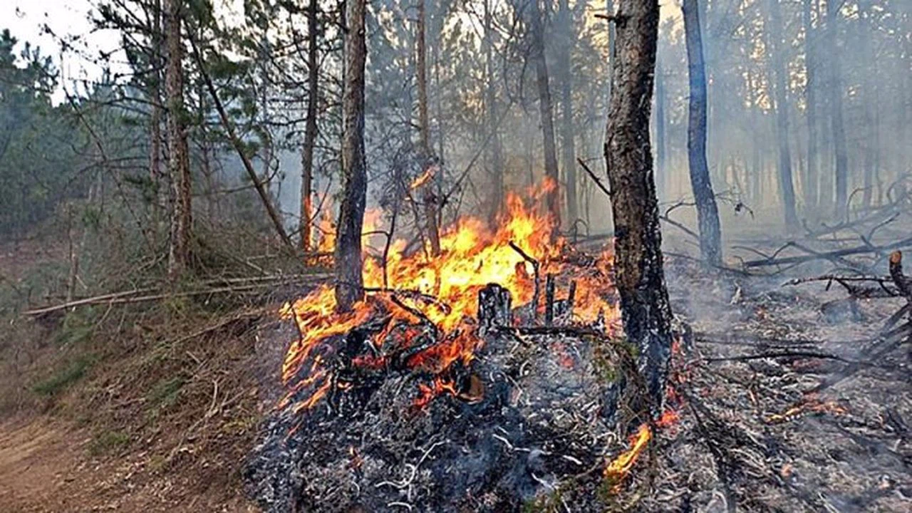 İzmir'in Kemalpaşa ilçesindeki orman yangını kontrol altına alındı