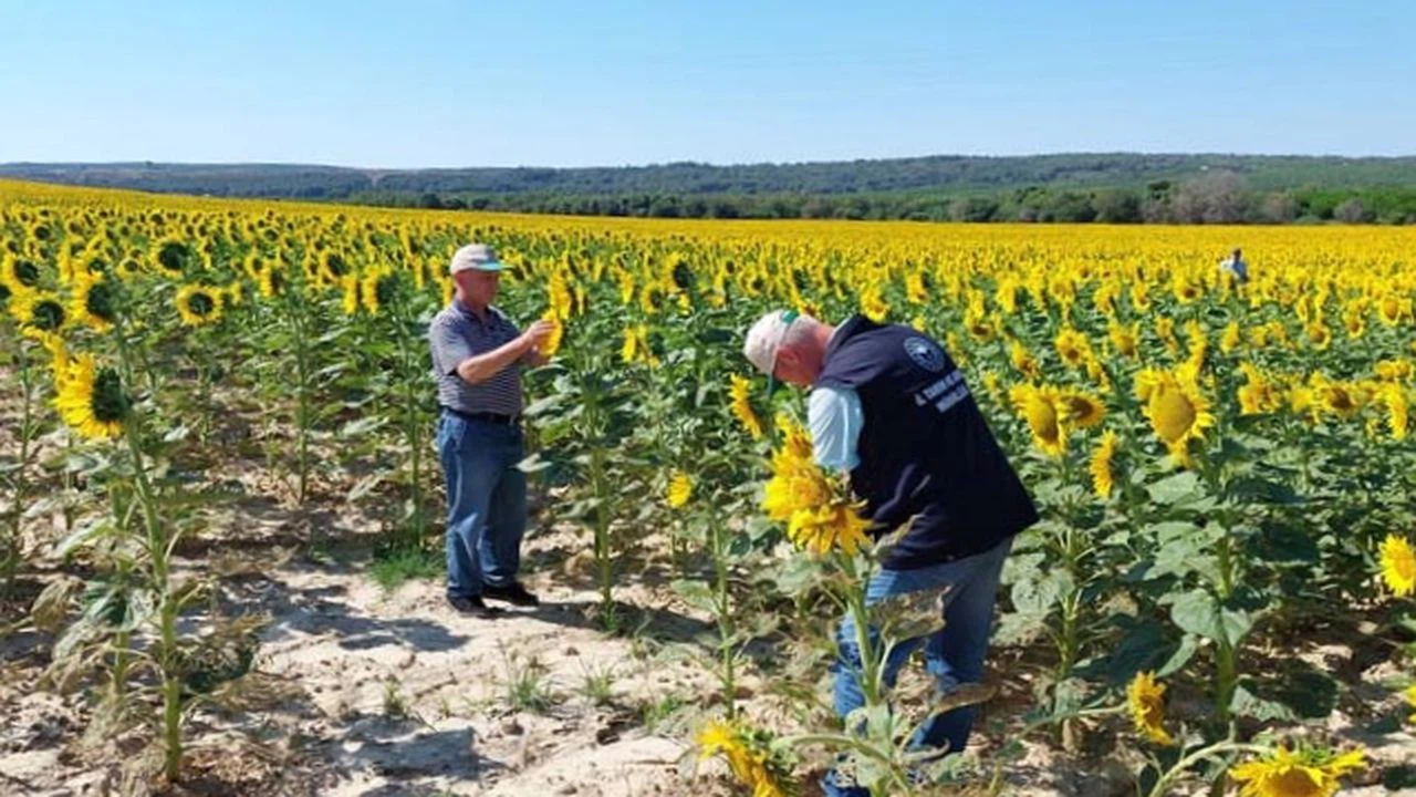 Çanakkale'de çayır tırtılı ile mücadele başladı