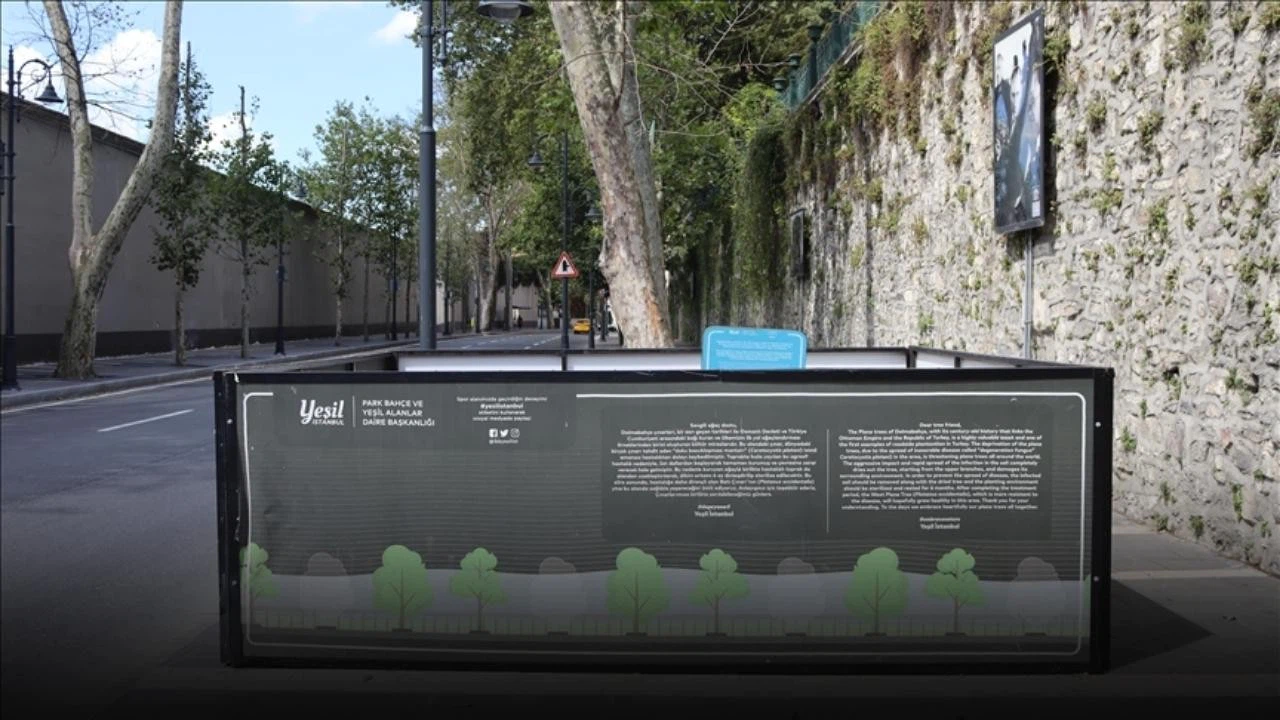 İBB'nin kestiği ağaçlarla ilgili rapor yayımlandı!